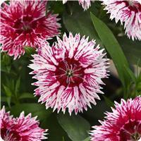 Ideal Select WhiteFire Dianthus