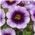 Cabaret Lavender Kiss Calibrachoa