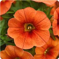 Cabaret Bright Orange Calibrachoa