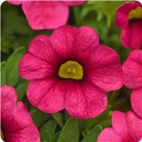 Cabaret Hot Pink 26 Calibrachoa