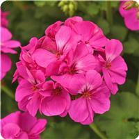 Fantasia Blue Zonal Geranium