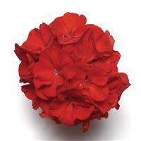Fantasia™ Cardinal Red Zonal Geranium