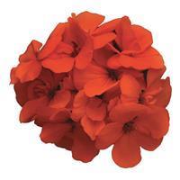 Fantasia Orange Zonal Geranium