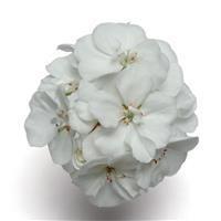 Fantasia&trade; White Zonal Geranium