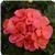 Fantasia™ Flamingo Rose Zonal Geranium