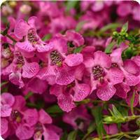 AngelMist™ Spreading Pink Angelonia