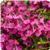 AngelMist™ Spreading Pink Angelonia