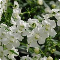 AngelMist™ Spreading White Angelonia