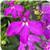 Waterfall Magenta Lobelia