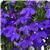 Waterfall Dark Blue Lobelia