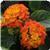 Lucky Flame Lantana