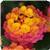Lucky Sunrise Rose Lantana