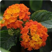 Lucky Flame Lantana