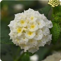 Lucky White Lantana