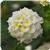 Lucky White Lantana