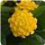 Lucky Yellow Lantana