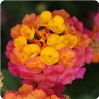 Lucky Sunrise Rose Lantana