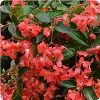 Dragon Wing&trade; Red Begonia