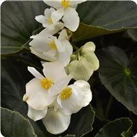Dragon Wing White Bronze Leaf Begonia