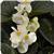 Dragon Wing White Bronze Leaf Begonia