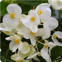 Dragon Wing White Improved Begonia