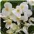 Dragon Wing White Improved Begonia