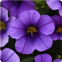 Cabaret&trade; Lavender Calibrachoa