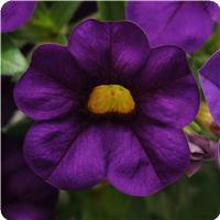 Cabaret&trade; Purple Calibrachoa