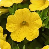Cabaret Yellow Calibrachoa