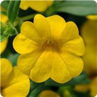 Cabaret&trade; Deep Yellow Calibrachoa
