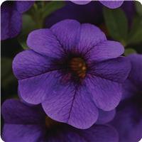 Cabaret&trade; Deep Blue Calibrachoa