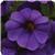 Cabaret&trade; Deep Blue Calibrachoa