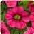Cabaret Hot Pink 26 Calibrachoa