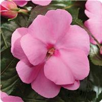 Celebration Pink New Guinea Impatiens