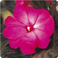 Celebration Electric Rose New Guinea Impatiens
