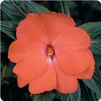 Celebration Tropical Peach New Guinea Impatiens