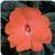 Celebration Tropical Peach New Guinea Impatiens