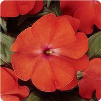 Celebration Bright Salmon New Guinea Impatiens
