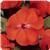 Celebration Bright Salmon New Guinea Impatiens