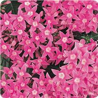 Butterfly Deep Pink Pentas