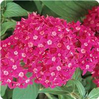 Butterfly Deep Rose Pentas