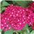 Butterfly Deep Rose Pentas