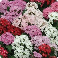 Butterfly Mixture Pentas