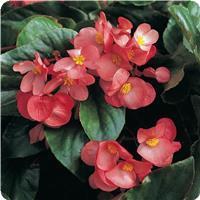 Begonia Dragon Wing&trade; Pink 