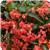 Dragon Wing&trade; Red Begonia