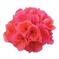 Fantasia&trade; Salmon Zonal Geranium