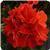 Fantasia&trade; Scarlet Zonal Geranium