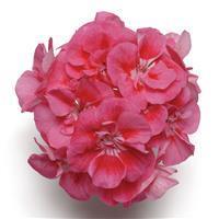 Fantasia&trade; Strawberry Sizzle Zonal Geranium