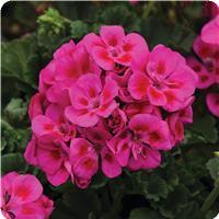Fantasia&trade; Purple Sizzle Zonal Geranium