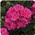 Fantasia&trade; Purple Sizzle Zonal Geranium